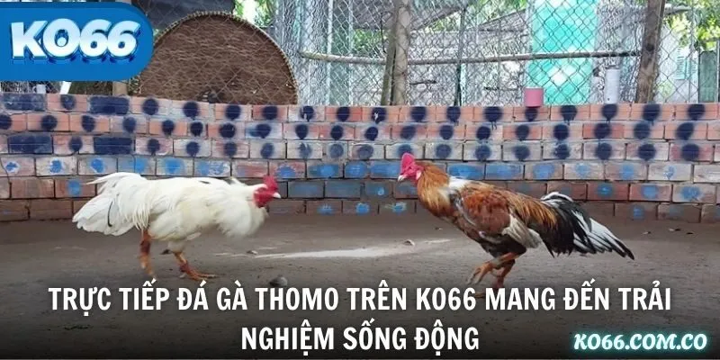 Trực tiếp đá gà Thomo trên KO66 mang đến trải nghiệm sống động