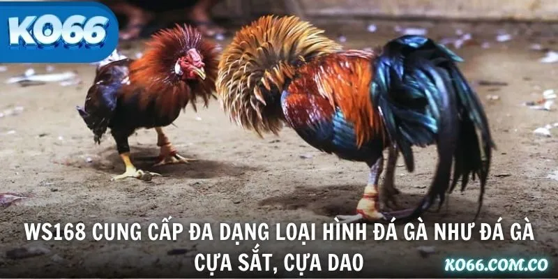 WS168 cung cấp đa dạng loại hình đá gà như đá gà cựa sắt, cựa dao